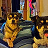 animal, bed, blanket, canine, companion, cozy, cute, dog, domestic, fur, furniture, home, indoor, living_room, looking_at_camera, pet, relaxed, resting, tongue_out, two_animals