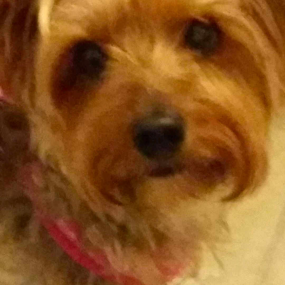 Abby Gail is registered to the contest to win money with this photo: dog, pet, close_up, indoor, collar, brown_fur, small_dog, canine, fur, animal, cute, portrait, face, companion, domestic_animal, mammal, friendly, fluffy, curly_fur, looking