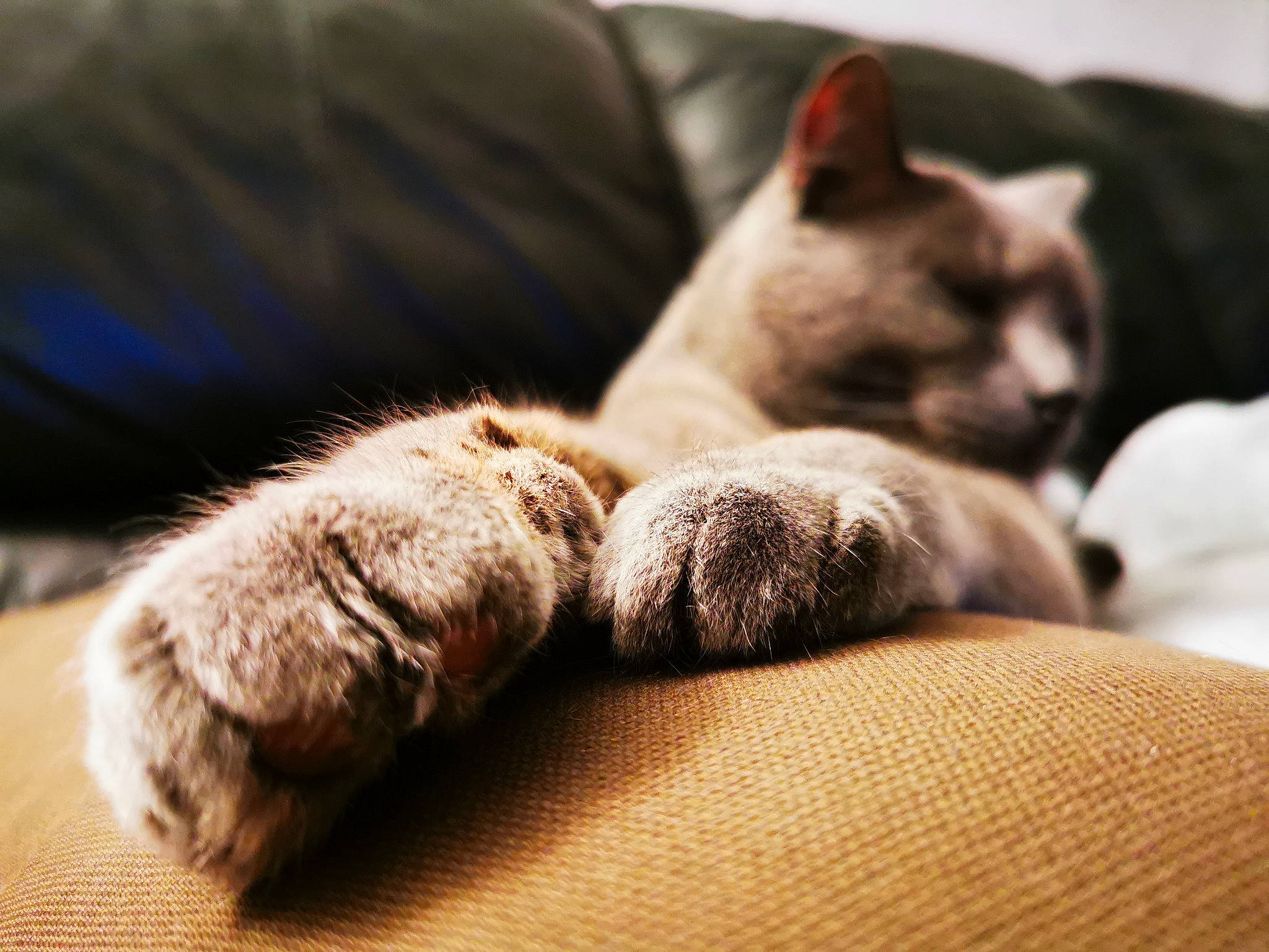 Grey T'Ischa participe au concours pour gagner de l'argent avec cette photo : carnivore, cat, comfort, domestic_short_haired_cat, fawn, felidae, flooring, foot, fur, gesture, grey, human_leg, paw, siamese, small_to_medium_sized_cats, snout, tail, terrestrial_animal, whiskers, wood