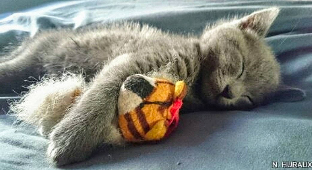 Grey T'Ischa participe au concours pour gagner de l'argent avec cette photo : carnivore, cat, cat_toy, claw, close_up, comfort, domestic_short_haired_cat, felidae, fur, grey, mammal, nap, paw, sleep, small_to_medium_sized_cats, snout, tail, terrestrial_animal, vertebrate, whiskers