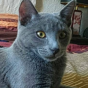 Grey T'isha a rejoint le concours — aidez-le/la à gagner de superbes lots !