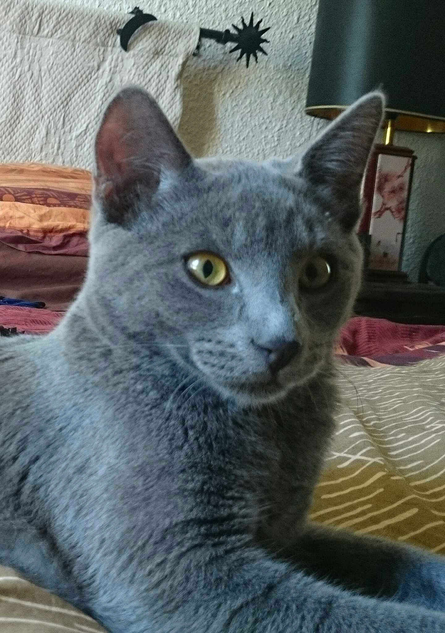 Grey T'isha