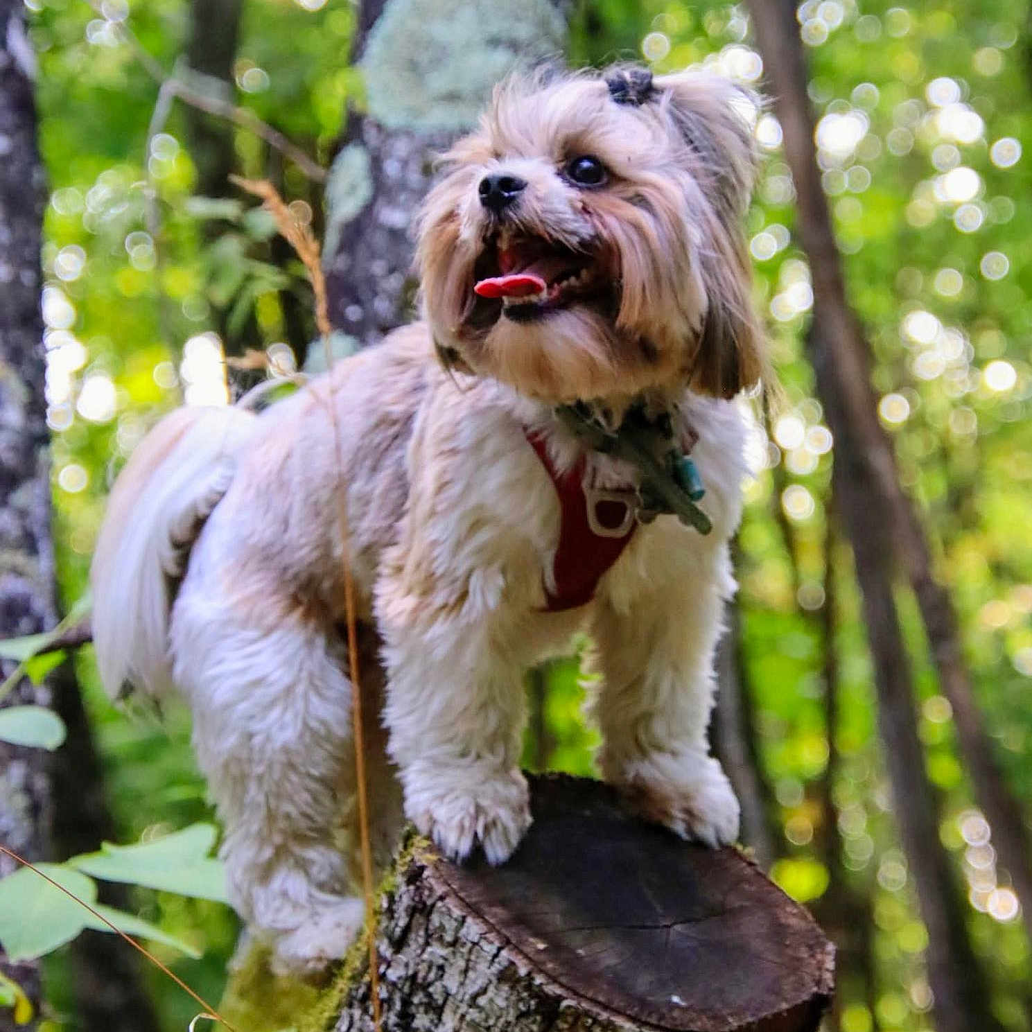 Veyga De Montcizet a rejoint le concours — aidez-le/la à gagner de superbes lots ! adventure, animal, canine, daylight, dog, forest, fur, greenery, happy, leaves, moss, nature, outdoor, pet, playful, small_dog, sunlight, tongue_out, tree_stump, woodland