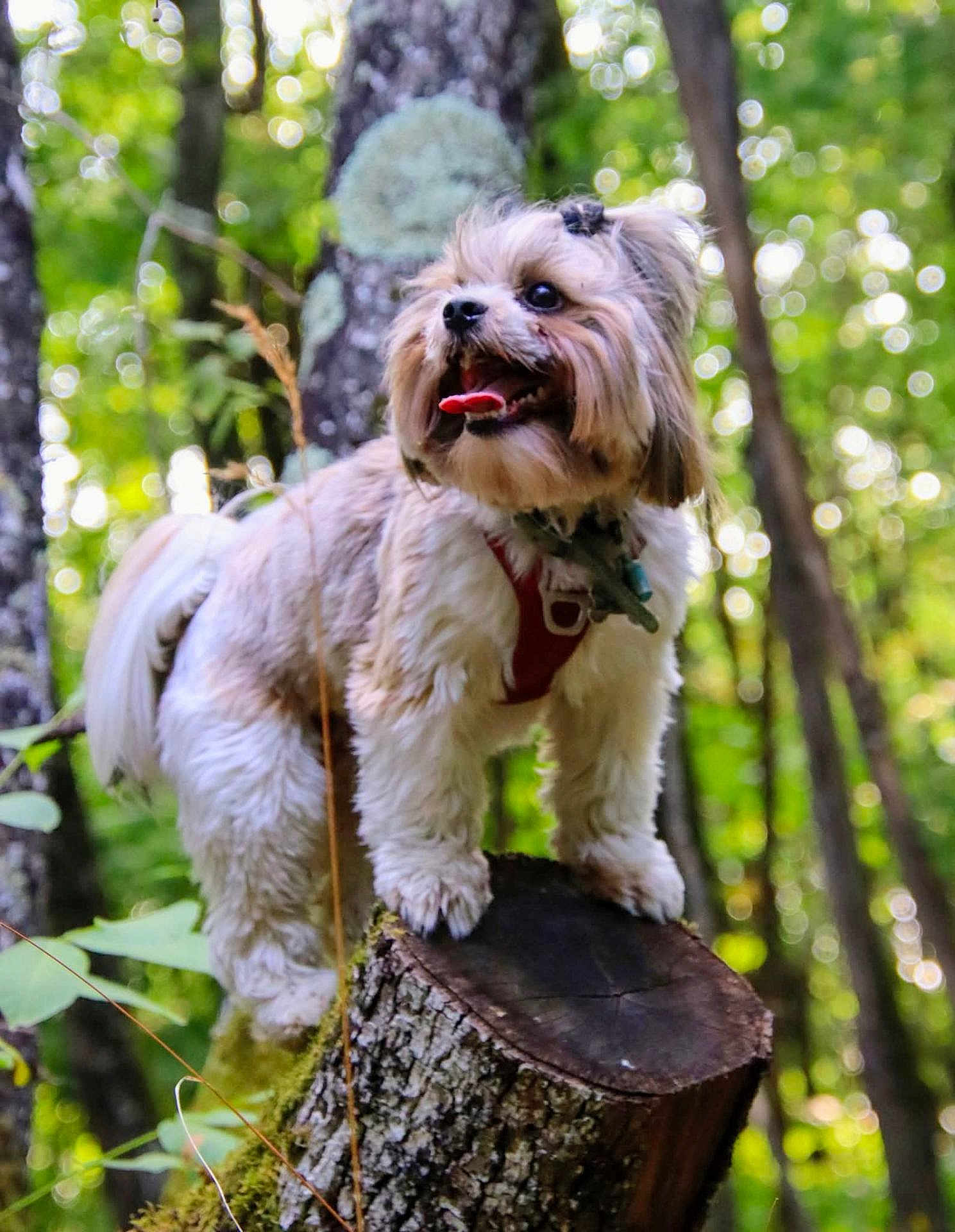 Veyga De Montcizet a rejoint le concours — aidez-le/la à gagner de superbes lots ! dog, animal, forest, tree_stump, outdoor, nature, greenery, moss, tongue_out, happy, pet, fur, small_dog, leaves, sunlight, daylight, canine, adventure, woodland, playful