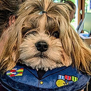 Veyga De Montcizet a rejoint le concours — aidez-le/la à gagner de superbes lots ! dog, fluffy, topknot, pet, indoor, person, plush_outfit, medals, costume, closeup, cute, adorable, face, fur, animal, portrait, fashion, hair_tie, indoors, holding