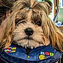 dog, fluffy, topknot, pet, indoor, person, plush_outfit, medals, costume, closeup, cute, adorable, face, fur, animal, portrait, fashion, hair_tie, indoors, holding