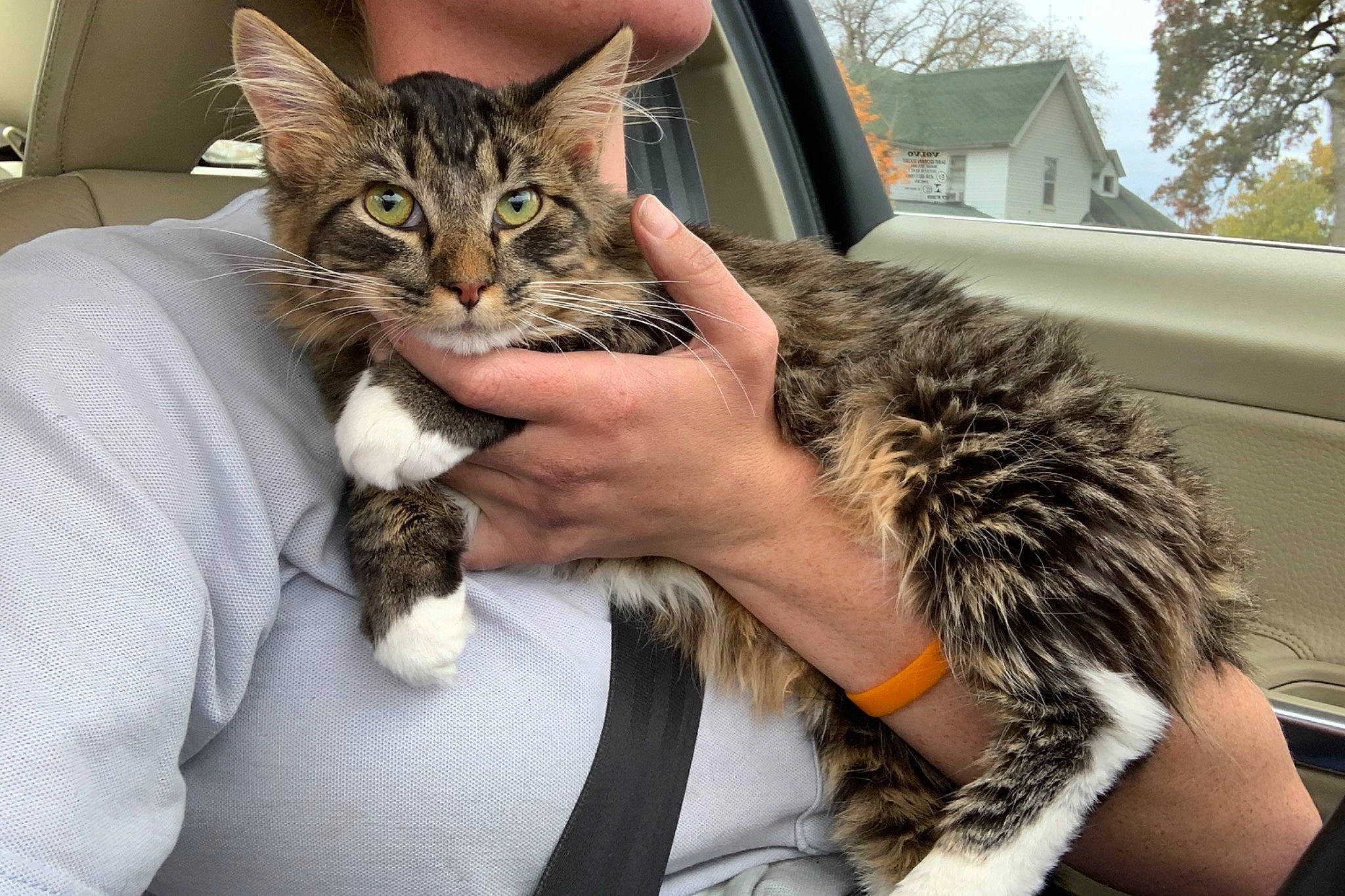 Charles joined the competition — help win amazing prizes! car, carnivore, cat, claw, domestic_short_haired_cat, felidae, fur, gesture, grass, lap, motor_vehicle, paw, small_to_medium_sized_cats, snout, tree, vehicle, vehicle_door, vertebrate, whiskers, window