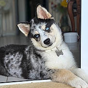 Akira a rejoint le concours — aidez-le/la à gagner de superbes lots ! dog, puppy, husky, siberian_husky, blue_eyes, fluffy, black_and_white, animal, pet, portrait, close_up, head_tilt, lying_down, paws, collar, dog_tag, doorway, window, indoor, adorable