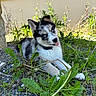 Akira a rejoint le concours — aidez-le/la à gagner de superbes lots ! puppy, dog, blue_eyes, black_and_white, fluffy, tongue_out, pointed_ears, collar, lying_down, outdoor, garden, weeds, wildflowers, grass, plants, gravel, sunlight, animal_portrait, cute, close_up