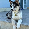 dog, puppy, husky, siberian_husky, black_and_white, blue_eyes, sitting, portrait, collar, name_tag, outdoor, steps, tile, building, door, fluffy, cute, pet, canine, dangle_paws