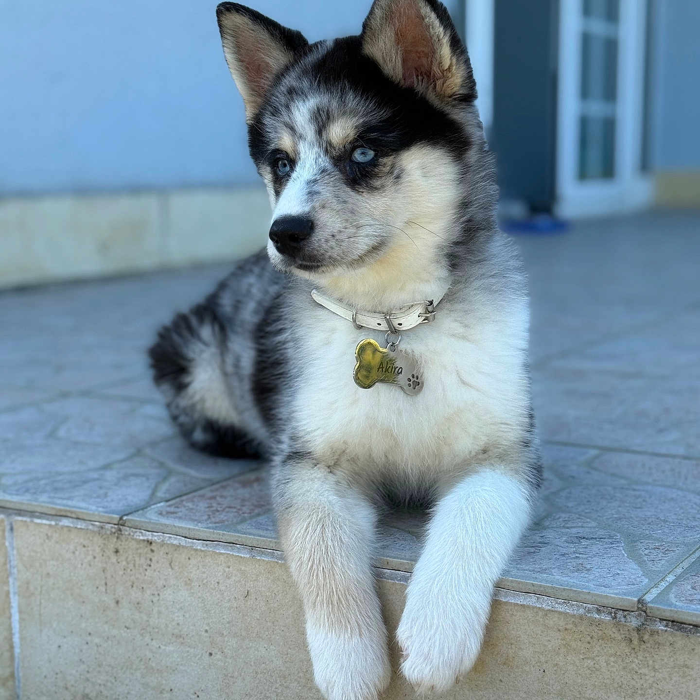 Akira participe au concours pour gagner de l'argent avec cette photo : dog, puppy, husky, siberian_husky, black_and_white, blue_eyes, sitting, portrait, collar, name_tag, outdoor, steps, tile, building, door, fluffy, cute, pet, canine, dangle_paws