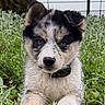 Akira a rejoint le concours — aidez-le/la à gagner de superbes lots ! puppy, dog, husky, canine, animal, pet, portrait, close_up, blue_eyes, black_and_white, fluffy, collar, sitting, grass, garden, outdoor, tree, fence, smartphone_screenshot, notification