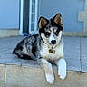 puppy, dog, husky, canine, black_and_white, fluffy, blue_eyes, pointed_ears, collar, tag, sitting, lying_down, front_paws, outdoor, doorstep, tiles, house, portrait, pet, adorable