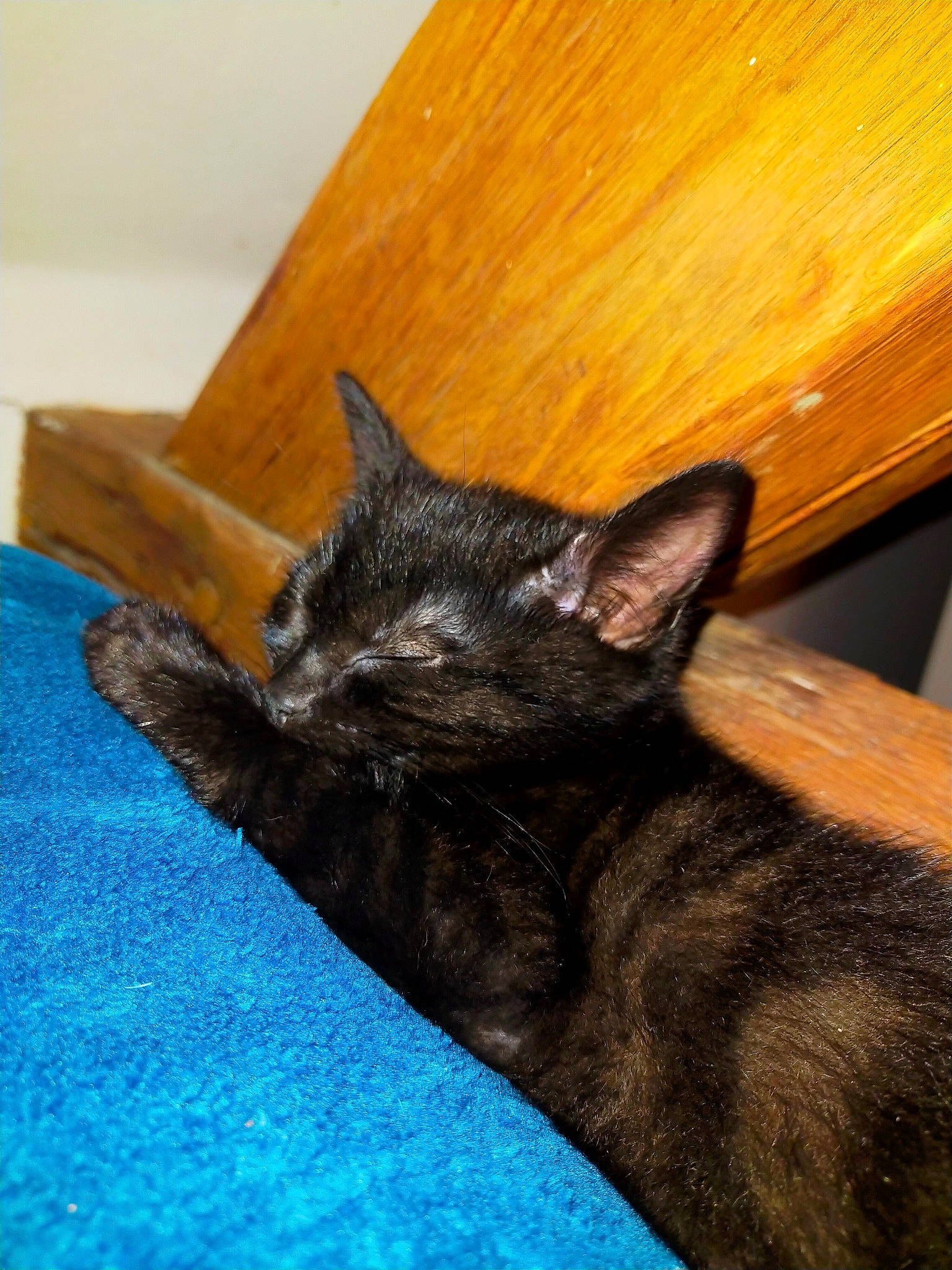 Kurama a rejoint le concours — aidez-le/la à gagner de superbes lots ! black_cat, bombay, carnivore, cat, claw, comfort, dog_breed, domestic_short_haired_cat, felidae, fur, hardwood, nap, small_to_medium_sized_cats, snout, tail, terrestrial_animal, varnish, whiskers, wood, wood_stain