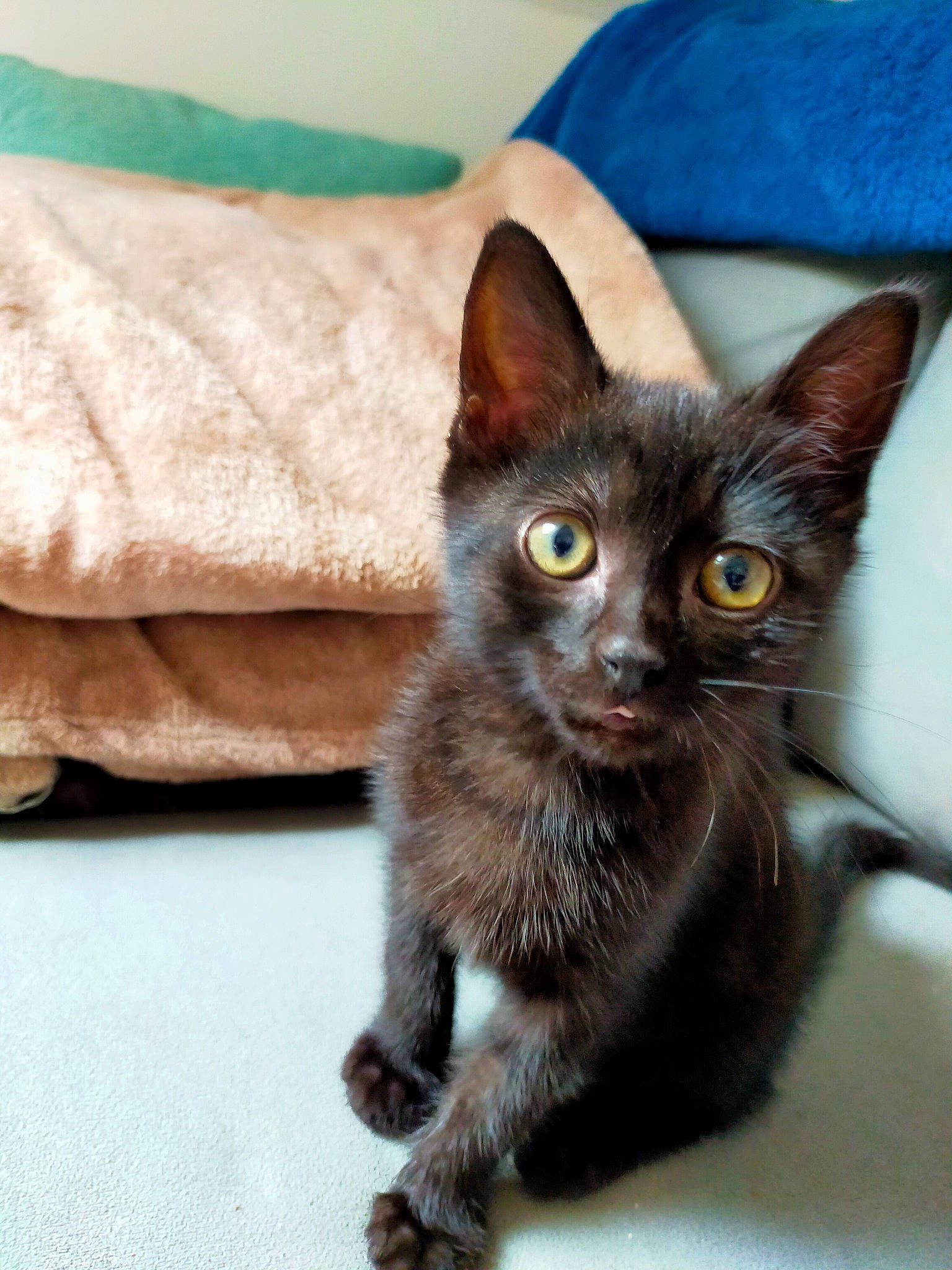 Kurama participe au concours pour gagner de l'argent avec cette photo : black_cat, carnivore, cat, claw, comfort, domestic_short_haired_cat, fawn, felidae, fur, grey, havana_brown, iris, paw, small_to_medium_sized_cats, tail, terrestrial_animal, vertebrate, whiskers, wildlife