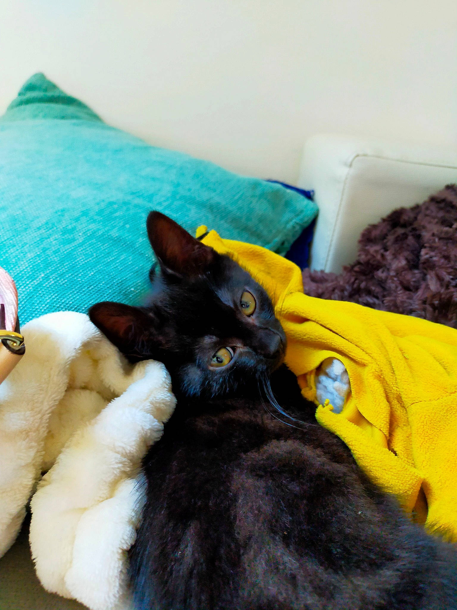 Kurama a rejoint le concours — aidez-le/la à gagner de superbes lots ! azure, bed, black_cat, bombay, canidae, carnivore, cat, comfort, companion_dog, couch, dog_breed, felidae, fur, grey, linens, pillow, small_to_medium_sized_cats, tail, textile, whiskers