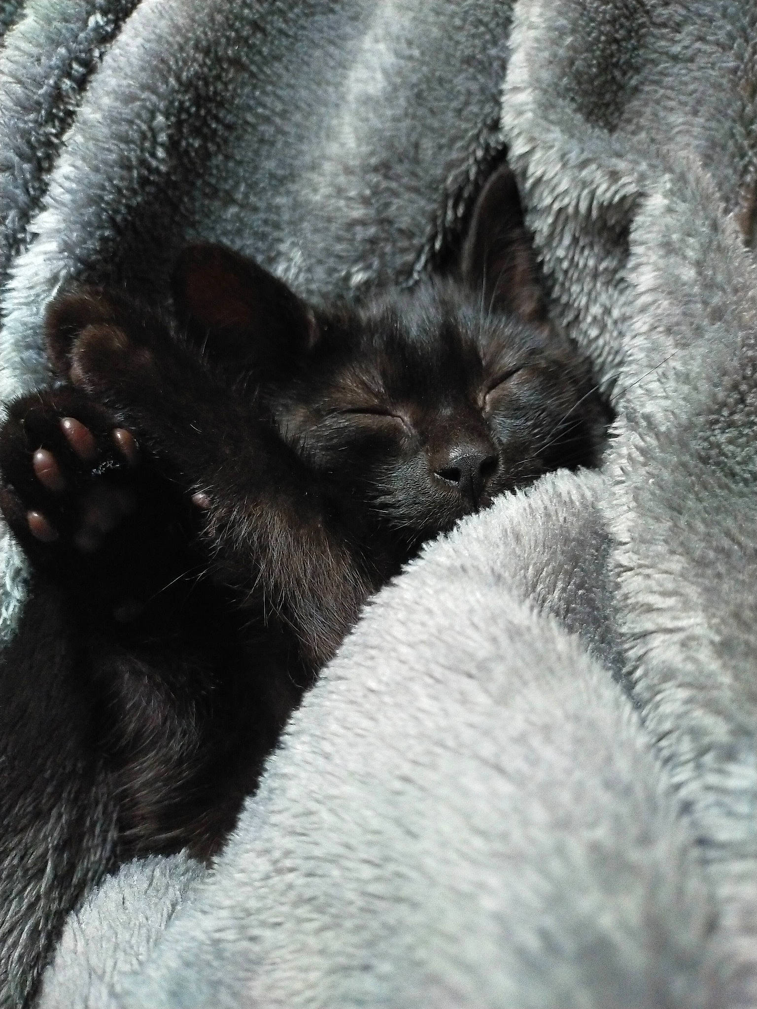 Kurama a rejoint le concours — aidez-le/la à gagner de superbes lots ! black_cat, carnivore, cat, claw, close_up, comfort, domestic_short_haired_cat, felidae, foot, fur, grey, monochrome, monochrome_photography, nap, paw, small_to_medium_sized_cats, snout, tail, terrestrial_animal, whiskers