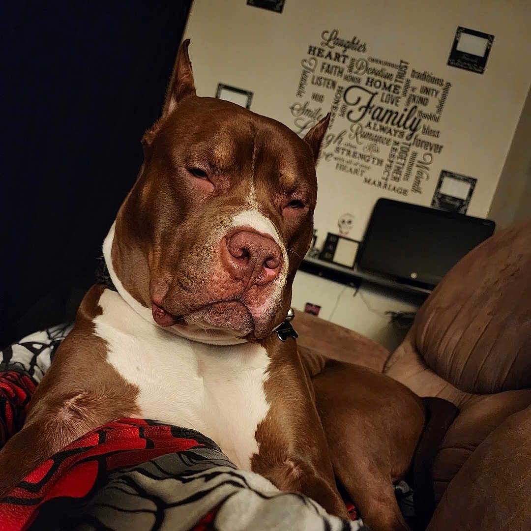 Jack is registered to the contest to win money with this photo: animal, blanket, brown, canine, closeup, comfort, computer, couch, dog, furniture, home, indoor, living_room, pet, pitbull, portrait, relaxed, resting, wall_art, white