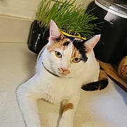 Honey Bunny is registered to the contest to win money with this photo: cat, calico_cat, pet, animal, indoor, kitchen, countertop, plant, greenery, rice_cooker, domestic, feline, cute, fur, whiskers, ears, paws, relaxed, looking, household