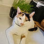 animal, calico_cat, cat, countertop, cute, domestic, ears, feline, fur, greenery, household, indoor, kitchen, looking, paws, pet, plant, relaxed, rice_cooker, whiskers
