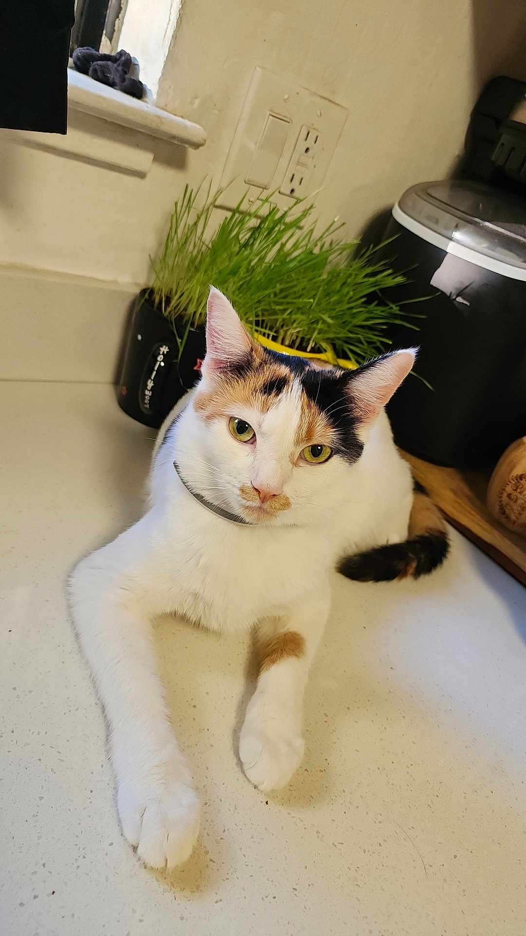 Honey Bunny is registered to the contest to win money with this photo: cat, calico_cat, pet, animal, indoor, kitchen, countertop, plant, greenery, rice_cooker, domestic, feline, cute, fur, whiskers, ears, paws, relaxed, looking, household