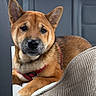 Rocky participe au concours pour gagner de l'argent avec cette photo : dog, pet, car_interior, backseat, cushion, harness, brown_coat, canine, relaxed, seated, animal, domestic_animal, transportation, vehicle, side_view, close_up, comfort, resting, indoor, portrait