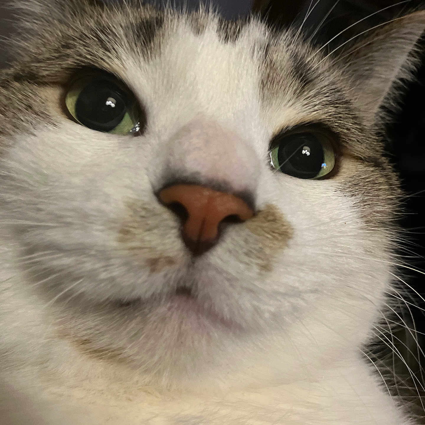 Gallagher joined the competition — help win amazing prizes! animal, cat, close_up, curious, cute, ears, eyes, face, fur, head, indoors, kitten, mammal, nose, pet, photography, portrait, tabby, whiskers, white_fur