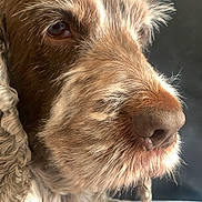 Maylis a rejoint le concours — aidez-le/la à gagner de superbes lots ! dog, pet, shaggy_fur, brown_and_white, close_up, portrait, snout, nose, eyes, floppy_ears, long_hair, scruffy, indoor, sunlight, bedding, lying_down, animal, companion, adorable, photography