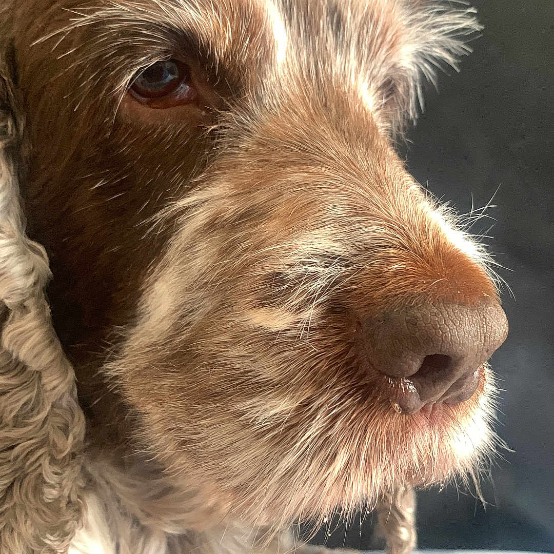 Maylis a rejoint le concours — aidez-le/la à gagner de superbes lots ! dog, pet, shaggy_fur, brown_and_white, close_up, portrait, snout, nose, eyes, floppy_ears, long_hair, scruffy, indoor, sunlight, bedding, lying_down, animal, companion, adorable, photography