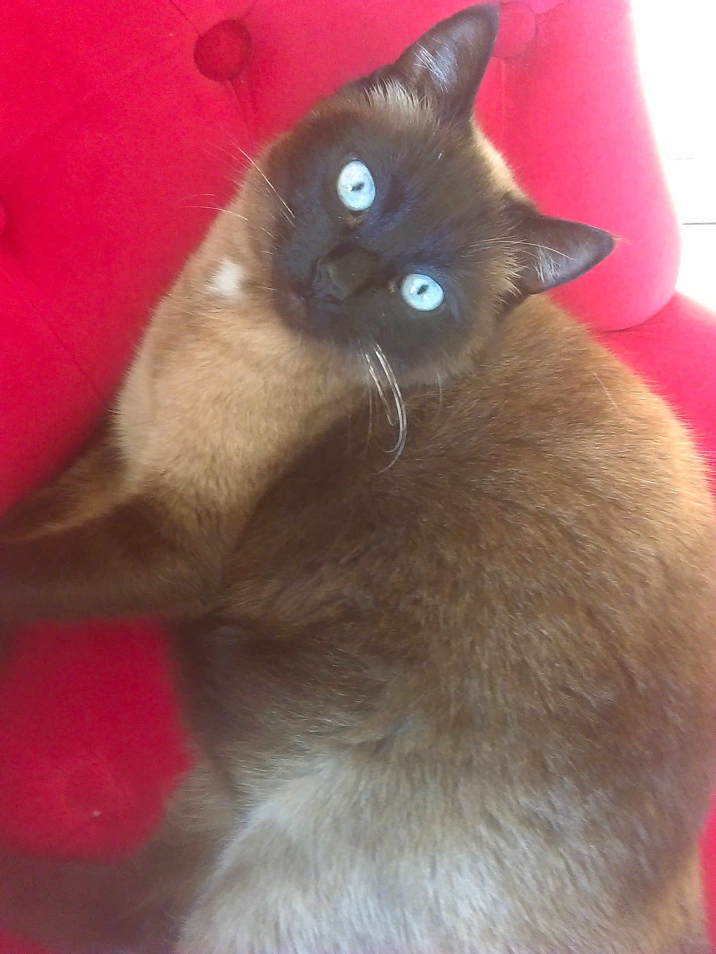 Charlie participe au concours pour gagner de l'argent avec cette photo : cat, siamese_cat, blue_eyes, animal, pet, feline, fur, whiskers, red_chair, cushion, indoor, closeup, relaxed, cute, domestic_animal, portrait, looking_up, soft_fur, comfortable, resting