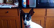 Biscuit is registered to the contest to win money with this photo: dog, pet, animal, sitting, pointy_ears, black_and_white, collar, person, lap, kitchen, dining_room, wooden_cabinet, microwave, table, furniture, household, indoors, portrait, container, ceramic_dish