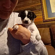 Biscuit is registered to the contest to win money with this photo: puppy, dog, black_and_white, person, face, portrait, cuddling, holding, indoor, cozy, wooden_wall, couch, cushion, framed_picture, rustic, pet, animal, close_up, sitting, warm_lighting