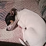 Biscuit is registered to the contest to win money with this photo: puppy, dog, sleeping, curled_up, white_fur, black_fur, brown_markings, floppy_ears, short_hair, pet, couch, blanket, fabric, indoor, cozy, resting, snout, tail, portrait, cute