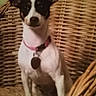 Biscuit joined the competition — help win amazing prizes! dog, puppy, black_and_white, sitting, portrait, collar, pink_collar, tag, wicker_chair, rattan, furniture, indoor, pet, short_hair, pointed_ears, white_chest, black_markings, brown_background, cozy, photograph