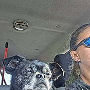 Shadow joined the competition — help win amazing prizes! dog, pet, animal, small_dog, black_and_white, scruffy, short_hair, face, eyes, nose, ears, collar, car, vehicle, interior, passenger, woman, sunglasses, portrait, selfie