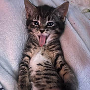 King Kitty joined the competition — help win amazing prizes! adorable, animal, blanket, cat, closeup, cute, domestic, feline, fur, indoor, kitten, lying_down, pet, playful, soft, striped, tabby, tongue, whiskers, young