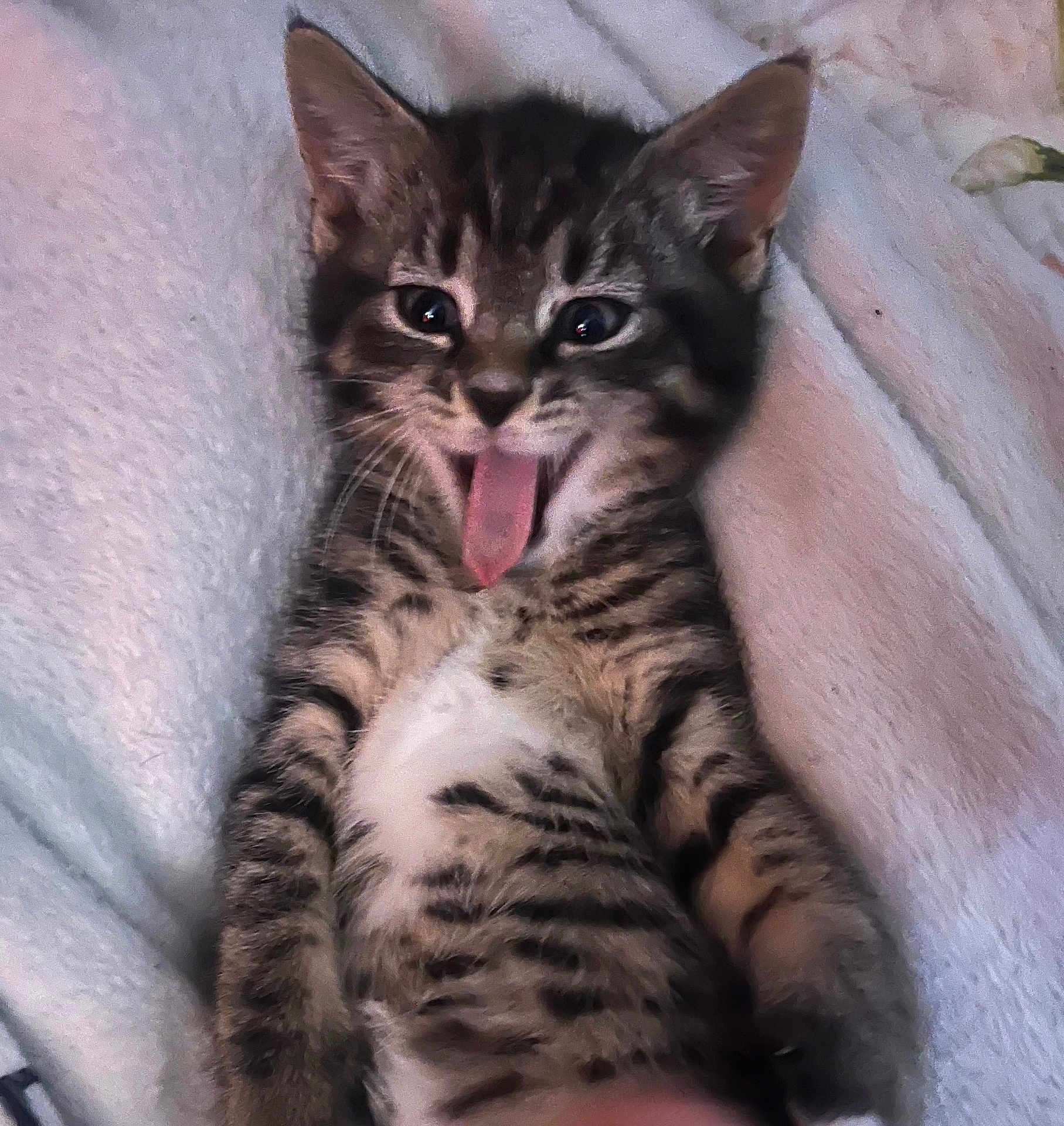 King Kitty joined the competition — help win amazing prizes! adorable, animal, blanket, cat, closeup, cute, domestic, feline, fur, indoor, kitten, lying_down, pet, playful, soft, striped, tabby, tongue, whiskers, young