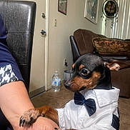 Billy-Boy joined the competition — help win amazing prizes! animal, bow_tie, chair, clothing, couch, cute, decor, dog, door, hand, indoor, living_room, paw, person, pet, shirt, small_dog, tile_floor, wall_art, water_bottle