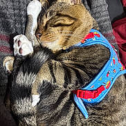 Lucifer is registered to the contest to win money with this photo: blanket, blue_harness, cat, close_up, cozy, curled_up, ear, fur, harness, indoor, nose, paw, pet, red_buckle, relaxing, sleeping, stripes, tabby_cat, tail, whiskers