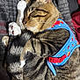 blanket, blue_harness, cat, close_up, cozy, curled_up, ear, fur, harness, indoor, nose, paw, pet, red_buckle, relaxing, sleeping, stripes, tabby_cat, tail, whiskers