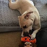 Nala is registered to the contest to win money with this photo: dog, dog_bed, plush_toy, carpet, indoor, pet, chewing, light_fur, canine, resting, cozy, stuffed_toy, orange, black, brown, home, relaxed, playful, animal, comfort