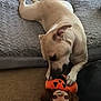 dog, dog_bed, plush_toy, carpet, indoor, pet, chewing, light_fur, canine, resting, cozy, stuffed_toy, orange, black, brown, home, relaxed, playful, animal, comfort