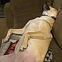 Nala joined the competition — help win amazing prizes! dog, couch, blanket, relaxing, indoor, pet, sleeping, canine, resting, fur, cozy, domestic, animal, comfortable, home, pale_fur, large_dog, collar, paw, side_view