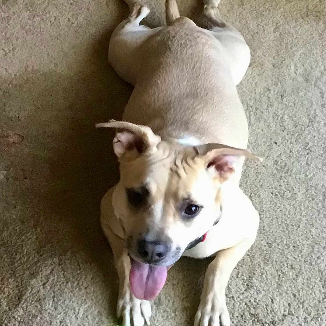 Nala is registered to the contest to win money with this photo: animal, canine, carpet, collar, cute, dog, ears, friendly, happy, indoor, light_brown, looking_up, paw, pet, pet_play, playful, resting, tennis_ball, tongue_out, toy