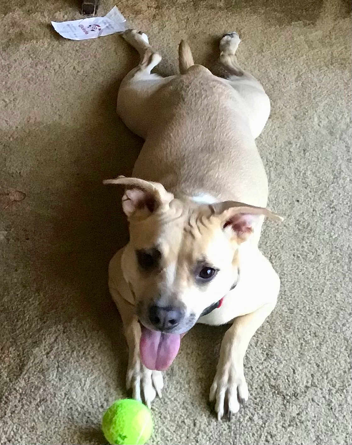 Nala is registered to the contest to win money with this photo: dog, tennis_ball, carpet, pet, animal, playful, tongue_out, indoor, light_brown, canine, paw, ears, collar, cute, friendly, looking_up, toy, pet_play, happy, resting
