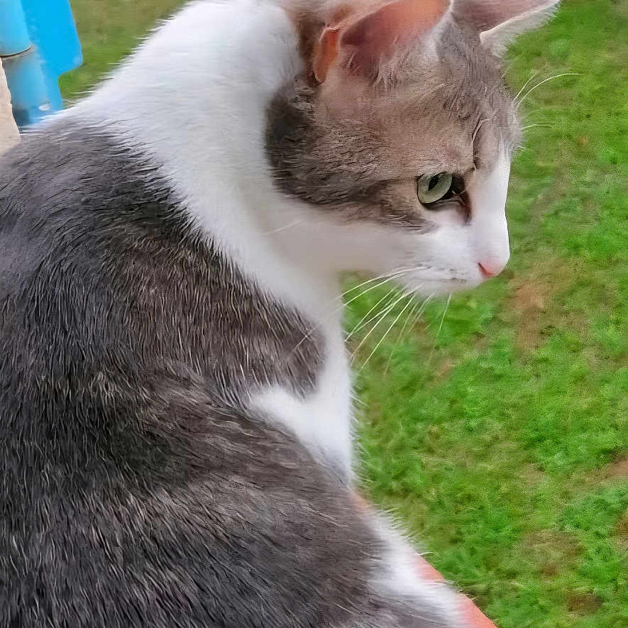 Teki a rejoint le concours — aidez-le/la à gagner de superbes lots ! animal, calm, cat, closeup, domestic_cat, ears, fur, garden, grass, greenery, grey_and_white, hedge, looking_away, mammal, nature, outdoor, pets, resting, side_view, whiskers