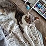 cat, stretching, blanket, furniture, bookshelf, board_games, floor, indoor, pet, relaxed, cozy, fur, white, gray, home, soft, resting, comfort, living_room, animal