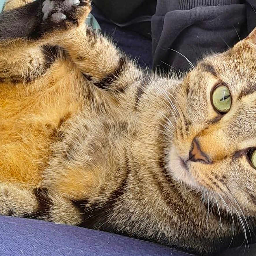 Balou participe au concours pour gagner de l'argent avec cette photo : abyssinian, animal, blanket, cat, clothing, couch, cushion, egyptiancat, electronics, footwear, furniture, hardware, homedecor, kitten, manx, person, pet, shoe, sleeping, sneaker