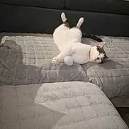Kouki a rejoint le concours — aidez-le/la à gagner de superbes lots ! animal, blanket, cat, comfortable, couch, cozy, cute, domestic_cat, furniture, gray_spots, home, indoor, legs_up, pet, quiet, relaxed, resting, sleeping, soft_texture, white_cat