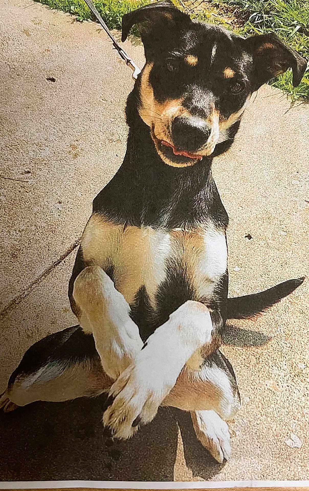 Brutus is registered to the contest to win money with this photo: dog, animal, pet, outdoor, concrete, sunlight, happy, crossed_paws, black_fur, white_fur, tan_fur, leash, ears, tail, sitting, canine, playful, cute, friendly, daylight
